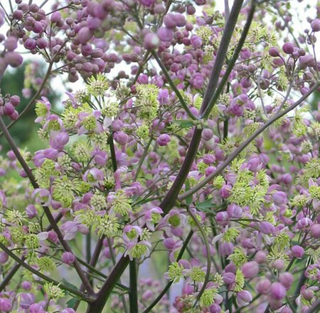 Thalictrum 'Elin' P9 - afbeelding 4