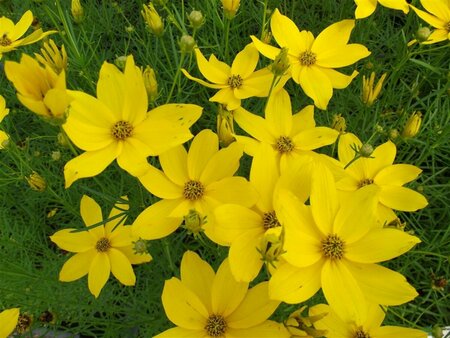 Coreopsis verticillata P9 - afbeelding 2