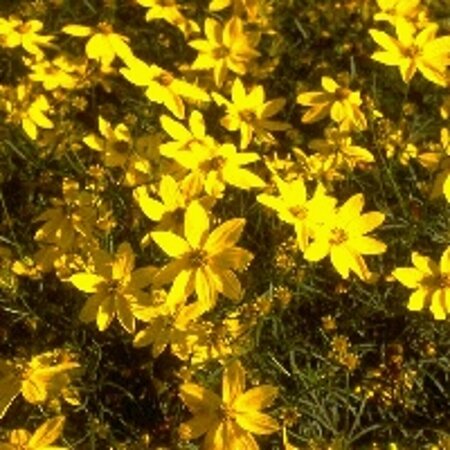 Coreopsis verticillata P9 - afbeelding 3