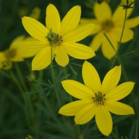 Coreopsis verticillata P9 - afbeelding 4