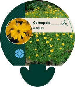 Coreopsis verticillata P9 - afbeelding 1