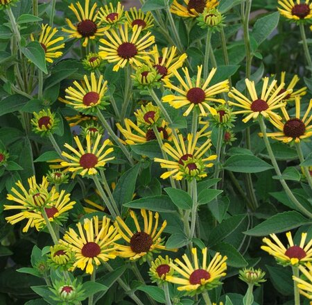 Rudbeckia submentosa 'Henry Eilers' P9 - afbeelding 2
