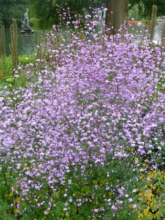 Thalictrum 'Splendide' P9 - afbeelding 1