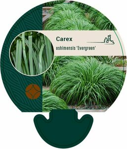 Carex oshimensis 'Evergreen' P9 - afbeelding 3