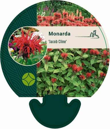 Monarda 'Jacob Cline' P9 - afbeelding 1
