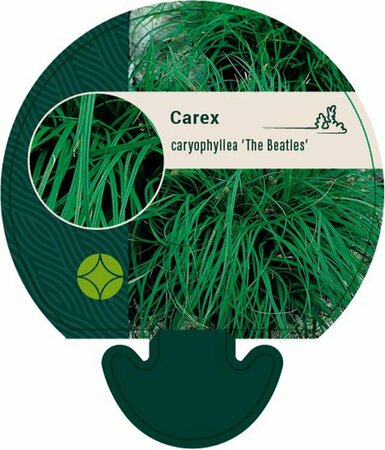 Carex caryophyllea 'the Beatles' P9 - afbeelding 2