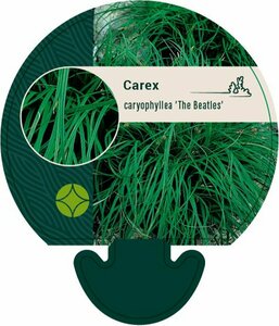 Carex caryophyllea 'the Beatles' P9 - afbeelding 2
