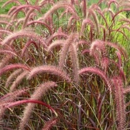 Pennisetum advena 'Rubrum' C2