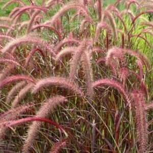 Pennisetum advena 'Rubrum' C2