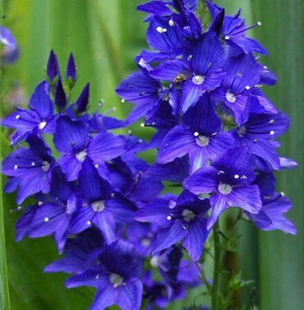 Veronica austriaca 'Knallblau' P9 - afbeelding 1