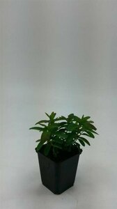 Hypericum calycinum P9 - afbeelding 18