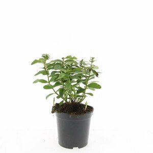 Hypericum calycinum P9 - afbeelding 7