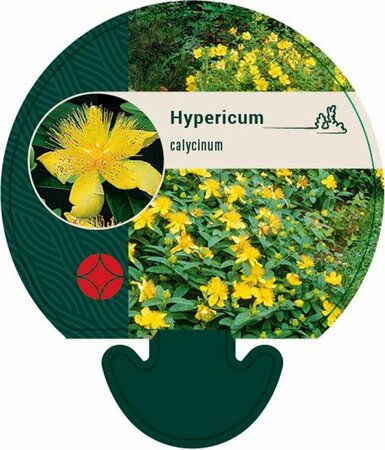 Hypericum calycinum P9 - afbeelding 6