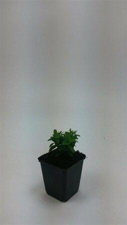 Hypericum calycinum P9 - afbeelding 12