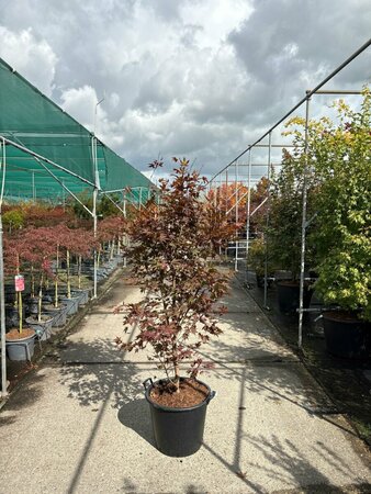 Acer palmatum 'Fireglow' 300/350 C. Solitair - afbeelding 2