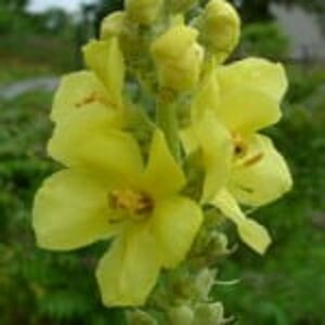 Verbascum olympicum P9 - afbeelding 2