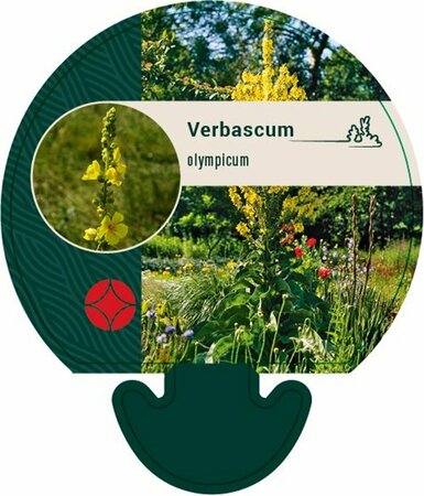 Verbascum olympicum P9 - afbeelding 3