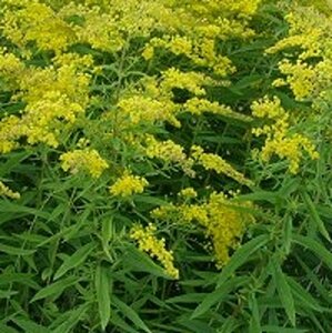 Solidago 'Golden Mosa' P9 - afbeelding 2