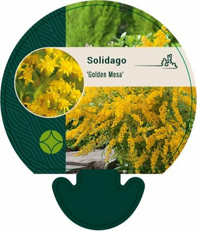 Solidago 'Golden Mosa' P9 - afbeelding 1