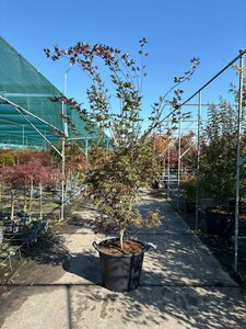 Acer palmatum 'Trompenburg' 250/275 C. - afbeelding 3