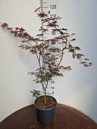 Acer palmatum 'Trompenburg' 250/275 C. - afbeelding 2