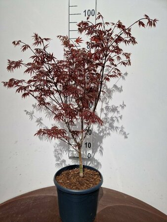 Acer palmatum 'Trompenburg' 250/275 C. - afbeelding 4