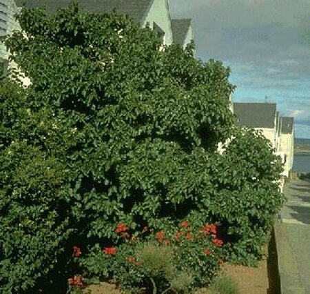 Morus nigra 300/350 C. Solitair - afbeelding 1