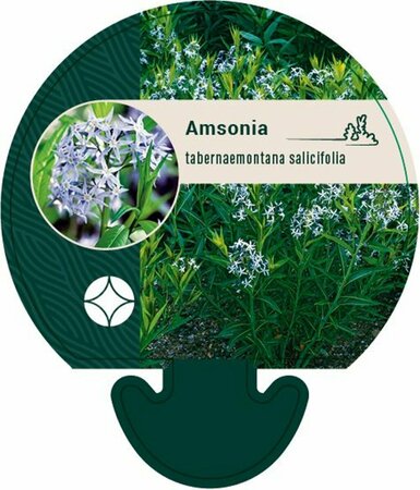 Amsonia tabernaemontana salicifolia P9 - afbeelding 1
