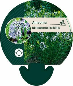 Amsonia tabernaemontana salicifolia P9 - afbeelding 1