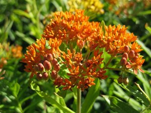 Asclepias tuberosa P9 - afbeelding 3