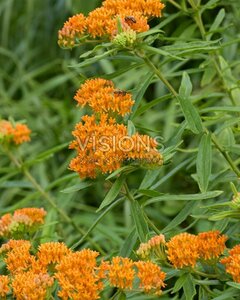 Asclepias tuberosa P9 - afbeelding 2