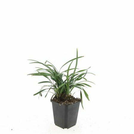 Liriope muscari 'Big Blue' C1.5 - afbeelding 9