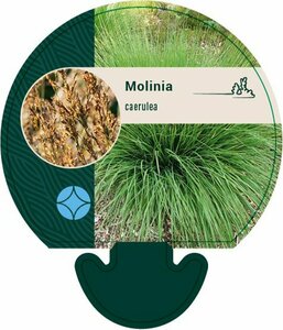 Molinia caerulea P9 - afbeelding 2
