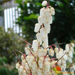 Pieris japonica 'Forest Flame' 50/60 C.  - afbeelding 1