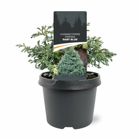 Chamaecyparis pisifera 'Baby Blue' 25/30 C. - afbeelding 2