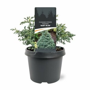 Chamaecyparis pisifera 'Baby Blue' 25/30 C. - afbeelding 2