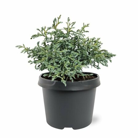 Chamaecyparis pisifera 'Baby Blue' 25/30 C. - afbeelding 4