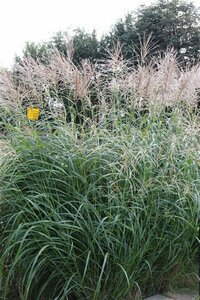 Miscanthus sinensis 'Silberfeder' C2 - afbeelding 3