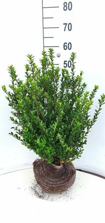 Ilex crenata 'Caroline Upright' 25/30 C. - afbeelding 2