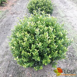 Ilex crenata 'Caroline Upright' 25/30 C. - afbeelding 1