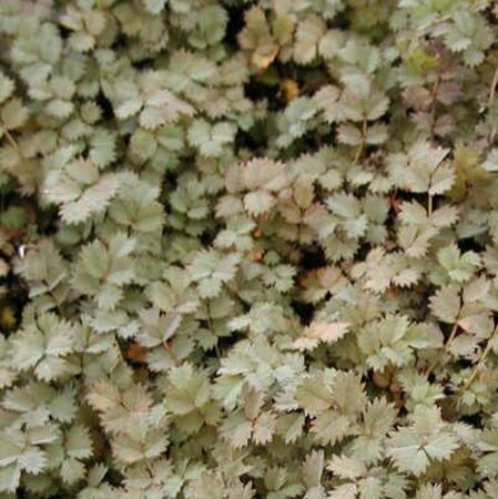 Acaena microphylla P9 - afbeelding 2