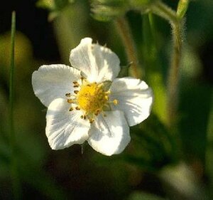 Fragaria vesca P9 - afbeelding 10