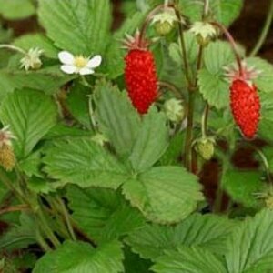 Fragaria vesca P9 - afbeelding 3