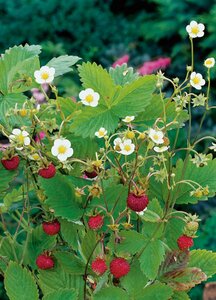 Fragaria vesca P9 - afbeelding 2