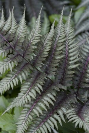 Athyrium niponicum 'Metallicum' C2 - afbeelding 3