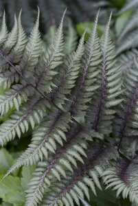Athyrium niponicum 'Metallicum' C2 - afbeelding 3