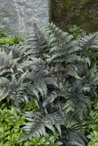 Athyrium niponicum 'Metallicum' C2 - afbeelding 4