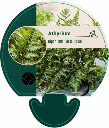 Athyrium niponicum 'Metallicum' C2 - afbeelding 2