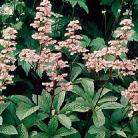 Rodgersia henrici C2 - afbeelding 2
