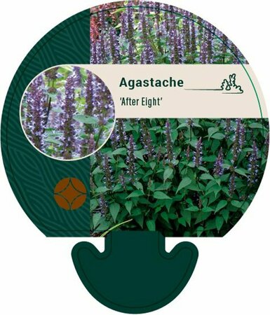 Agastache 'After Eight' P9
